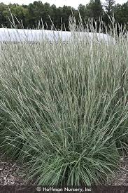 Image result for Andropogon mannii