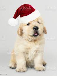 Foto De Retrato De Um Filhote De Cachorro Golden Retriever Bonito Vestindo Um Chapeu De Papai Noel E Mais Fotos De Stock De Amizade Istock