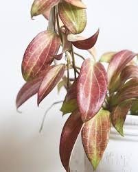 I water with diluted fertilizer once a week; My Mystery No Id Hoya Guess I Have To Wait Until It Blooms Hoyas