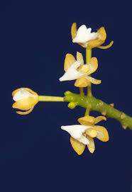 Image result for Ozoroa nitida