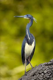 Water Birds Of Central Florida Birds Tricolored Heron Central Florida Jim Zuckerman Photography Aquatic Birds World Birds Birds