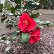 Image result for Camellia japonica