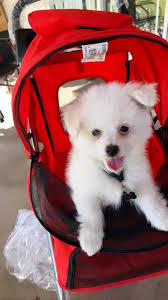 pet stroller for tired dogs