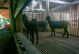 Setiap jenis kandang kambing atas tanah mempunyai kekurangan dan kelebihan tersendiri. Kambing Kejobong Kekayaan Genetik Lokal Untuk Kikis Kemiskinan Mongabay Co Id
