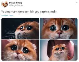 Yapmamam Gereken Bir Sey Yapmisimdir 2020 Komik Komik Seyler Kedi