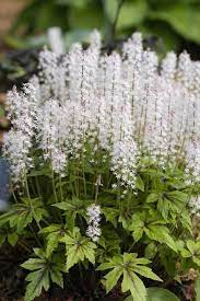 Tiarella Iron Butterfly Plant Finder Shade Flowers Shade Garden Plants Butterfly Plants