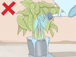 How to get rid of. How To Get Rid Of Powdery Mildew On Plants With Pictures