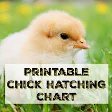Printable Egg Incubation Chart Salt In My Coffee