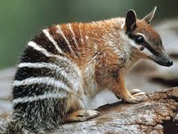 The Endangered Numbat Is One Of My Favorite Australian Mammals Australian Mammals Mammals Australia Animals