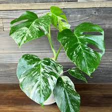 Image result for Selago albomarginata