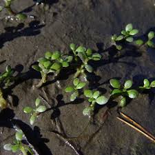 Image result for Elatinaceae