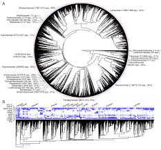 Image result for Thomandersiaceae