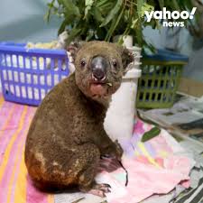 Make the picture of bear article below for as a reference or collection for your bear images. Koala Matcha Home Facebook