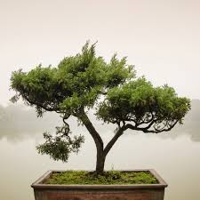 Ultimately the word 'bonsai' refers to a small tree (or plant) in a pot. Bonsai Leadership D6 Family
