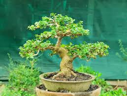 Image result for Premna