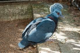 Maybe you would like to learn more about one of these? Houston Zoo Debuts Pigeon Hatchling With An Awesome Haircut