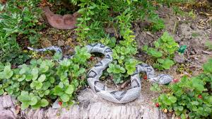 The are no known garden plaques that keep rabbits away. Use A Snake To Keep Birds Away From Your Vegetables Youtube