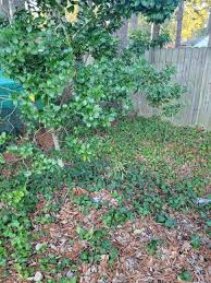 Image result for Rytigynia lewisii