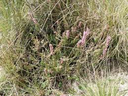 Image result for Erica silvatica