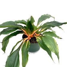 Image result for Chlorophytum Amaniense