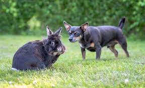 Why Do Dogs Eat Rabbit Poop Will It Make My Pet Sick