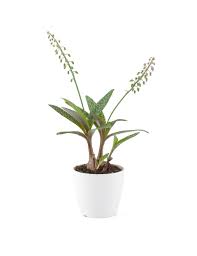 Image result for Ledebouria floribunda