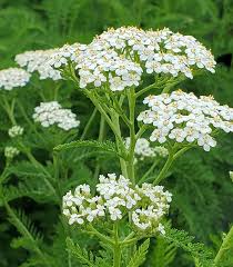 Image result for Achillea