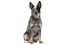 Browse thru thousands australian stumpy tail cattle dog dogs for adoption near in usa area listings on puppyfinder.com to find your perfect match. Australian Stumpy Tail Cattle Dog Rasseportrait