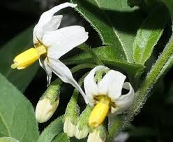 Image result for Solanum chenopodioides