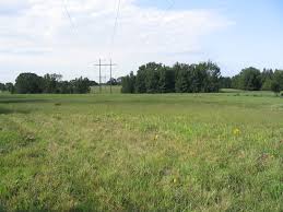 Image result for Hypericophyllum compositarum