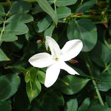 Check spelling or type a new query. Jasmine Absolute From India