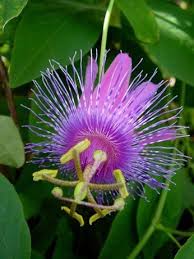 Pin On Passion Flowers