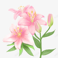百合百合花手绘百合花免抠素材免费下载 素材7nnkqguke 新图网in 2021 plants