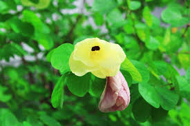 Image result for Bauhinia tomentosa