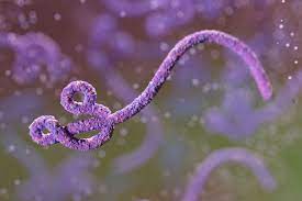 Ebola hemorrhagic fever mayo clinic: Ebola Ebv Overview And More