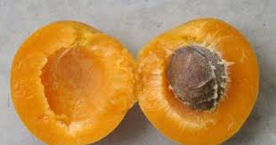 Pourquoi Vous Devez Manger Le Noyau D Abricot Les Effets Incroyables Apricot Seeds Cancer Fighting Foods Fruit