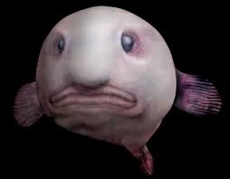 Image result for blobfish