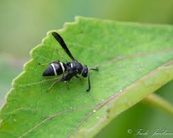 Image result for Erlangea misera