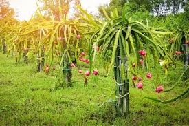 Baja, is dragon fruit considered a cactus, succulant, euphorbia or epyphyllum or some other genus. How To Grow Dragon Fruit Pitaya Growing Planting Tips Better Homes And Gardens