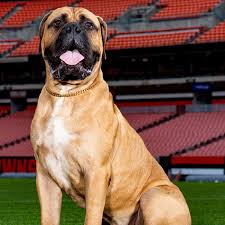 Swagger, the beloved cleveland browns team mascot, passed away on friday after battling cancer at age 6. Browns Mascots Cleveland Browns Clevelandbrowns Com
