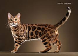 Kittens leave me with 5 generation pedigree certificate and registered with tica.they will also top quality pure pedigree brown rosetted kittens for sale. Bengal Cat Wallpapers Animal Hq Bengal Cat Pictures 4k Wallpapers 2019