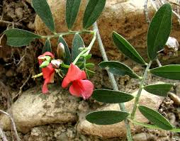 Image result for Indigofera schliebenii