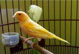 Bahkan setiap jenis kenari pasti memiliki motif yang unik, sehingga burung ini selalu dicari oleh banyak orang. Harga 6 Jenis Burung Kenari Af Super Gacor Suara Gambar