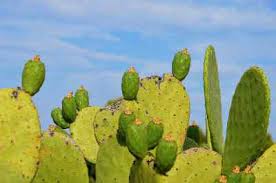 While it doesn't take long to see this area, it is a really impressive area of the park. Cholla Wild Edible Cactus