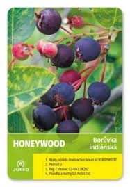 Image result for indiánská borůvka obrázek