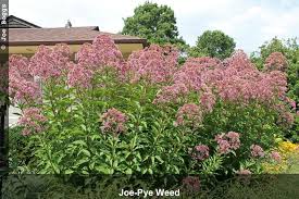 It also ensures a beautiful transition between summer flowering plants and autumn flowering plants. Joe Pye Weed Bygl