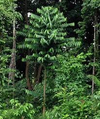 Image result for Strombosiopsis