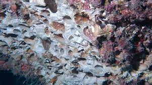 Capri, anche esplosivi e martelli pneumatici utilizzati per la raccolta illecita dei datteri di mare. Non Mangiarti Il Futuro Di No Ai Datteri Di Mare Positanonews