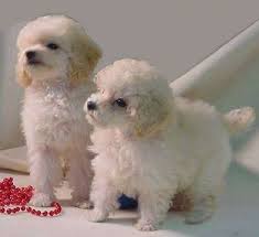 Image Result For Toy Poodle Poodle Puppy Poodle Dog Toy Poodle