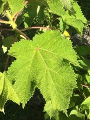 Image result for Obetia